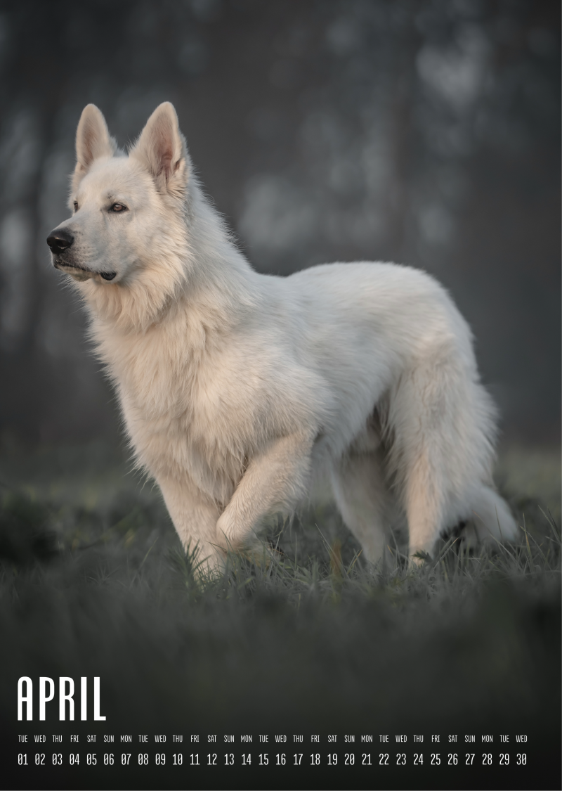 Muchacho Charly A3 Photo Calendar 2025 - Image 5