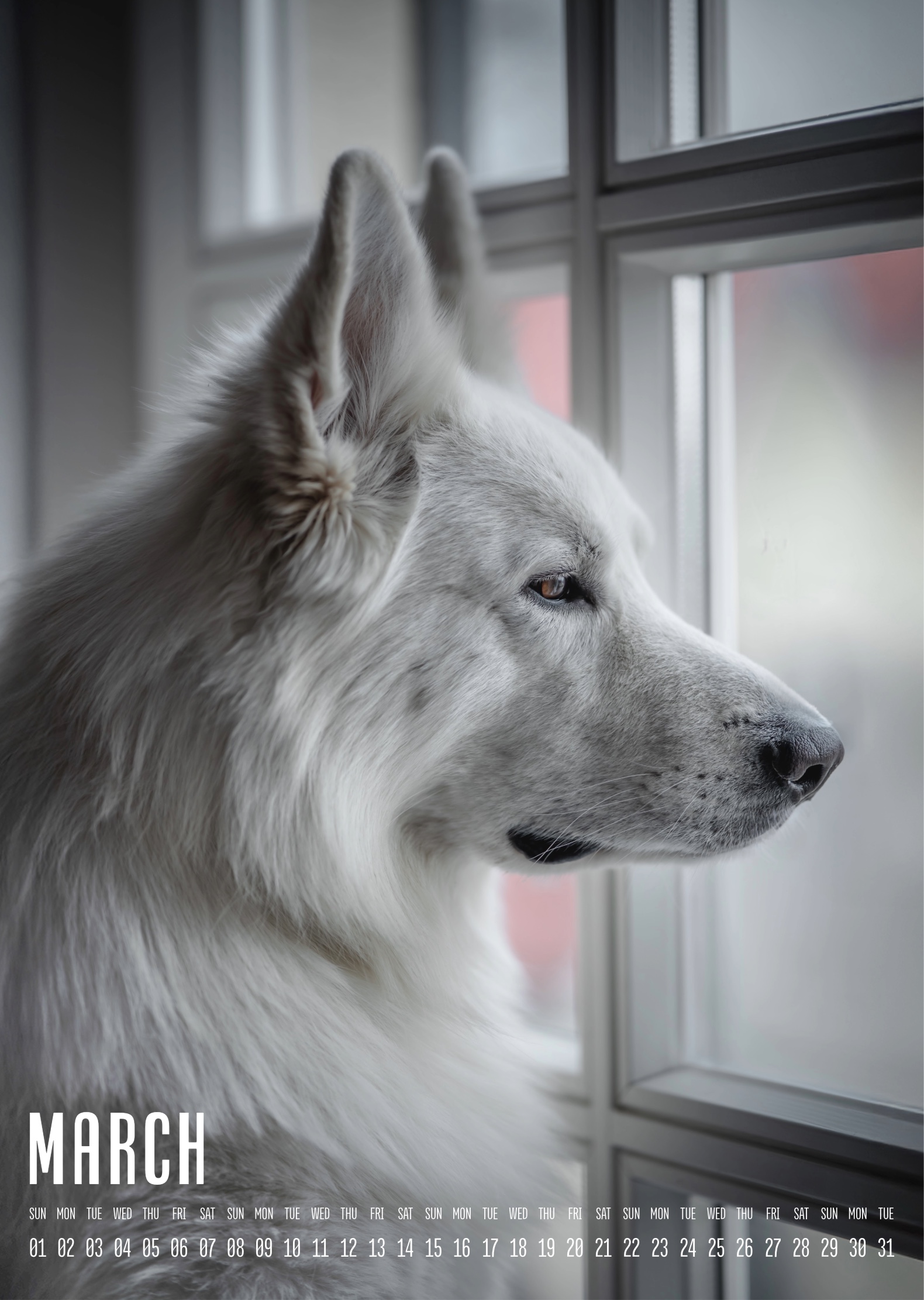 Muchacho Charly A3 Photo Calendar 2026 - Image 4