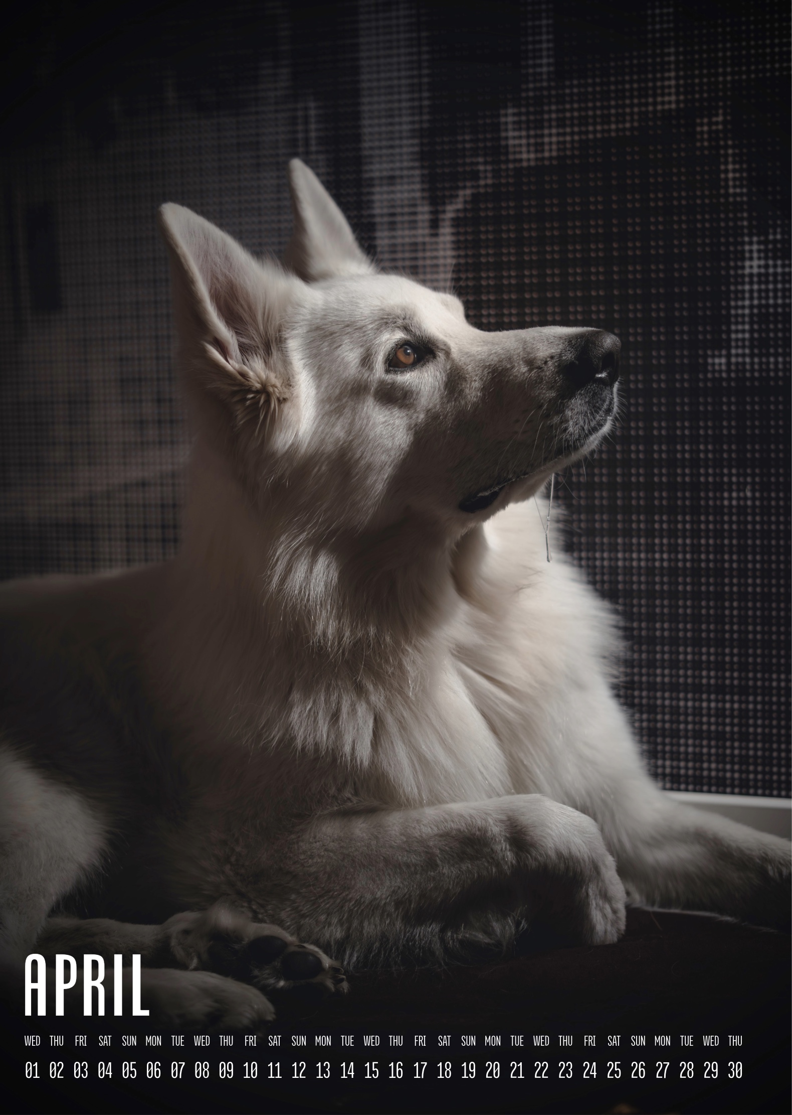 Muchacho Charly A3 Photo Calendar 2026 - Image 5