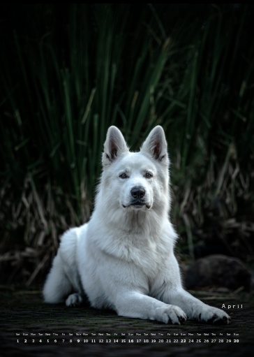 Muchacho Charly A4 Photo Calendar 2023 – Bild 10