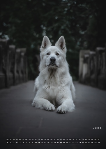 Muchacho Charly A4 Photo Calendar 2023 – Bild 8