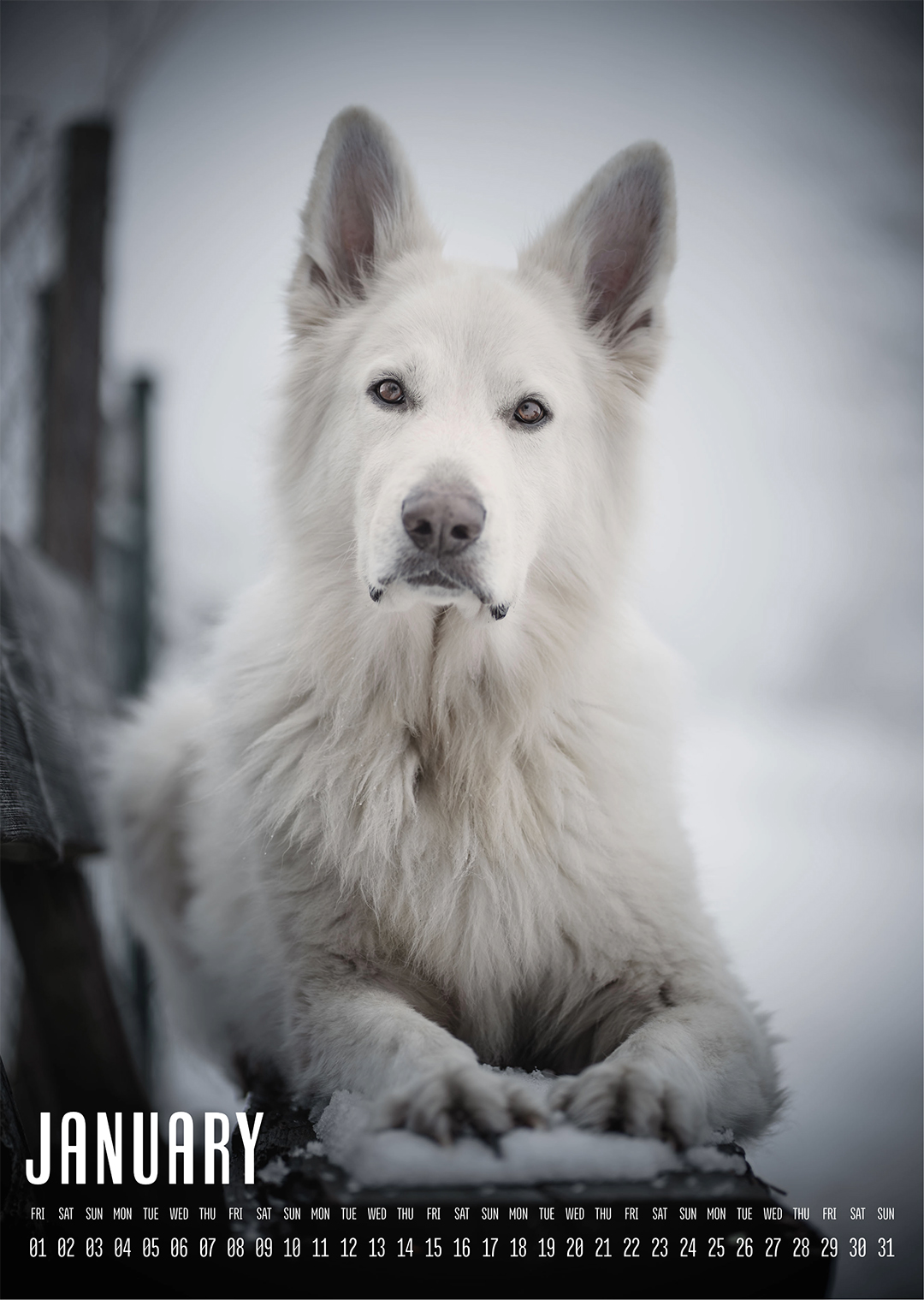 White Swiss Shepherd Calendar 2027