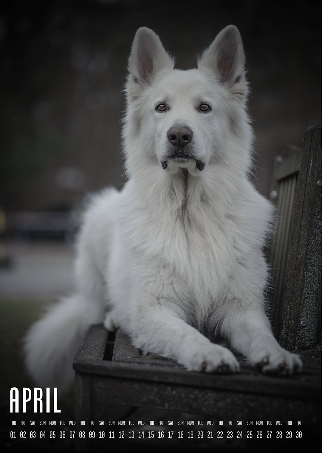 Muchacho Charly A4 Photo Calendar 2027 – Bild 5