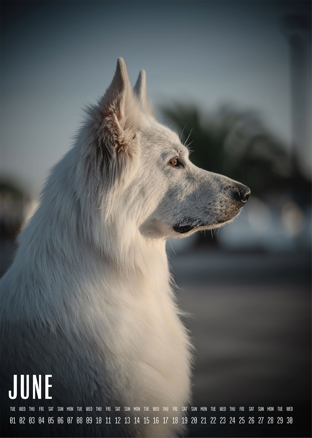 Muchacho Charly A4 Photo Calendar 2027 – Bild 7