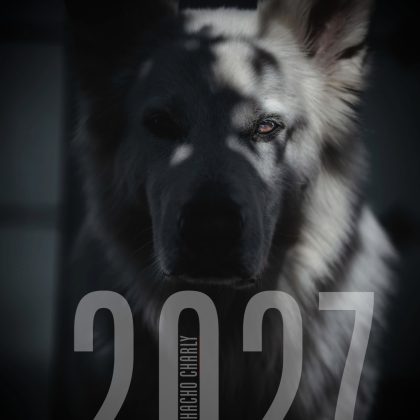 White Swiss Shepherd Calendar 2027
