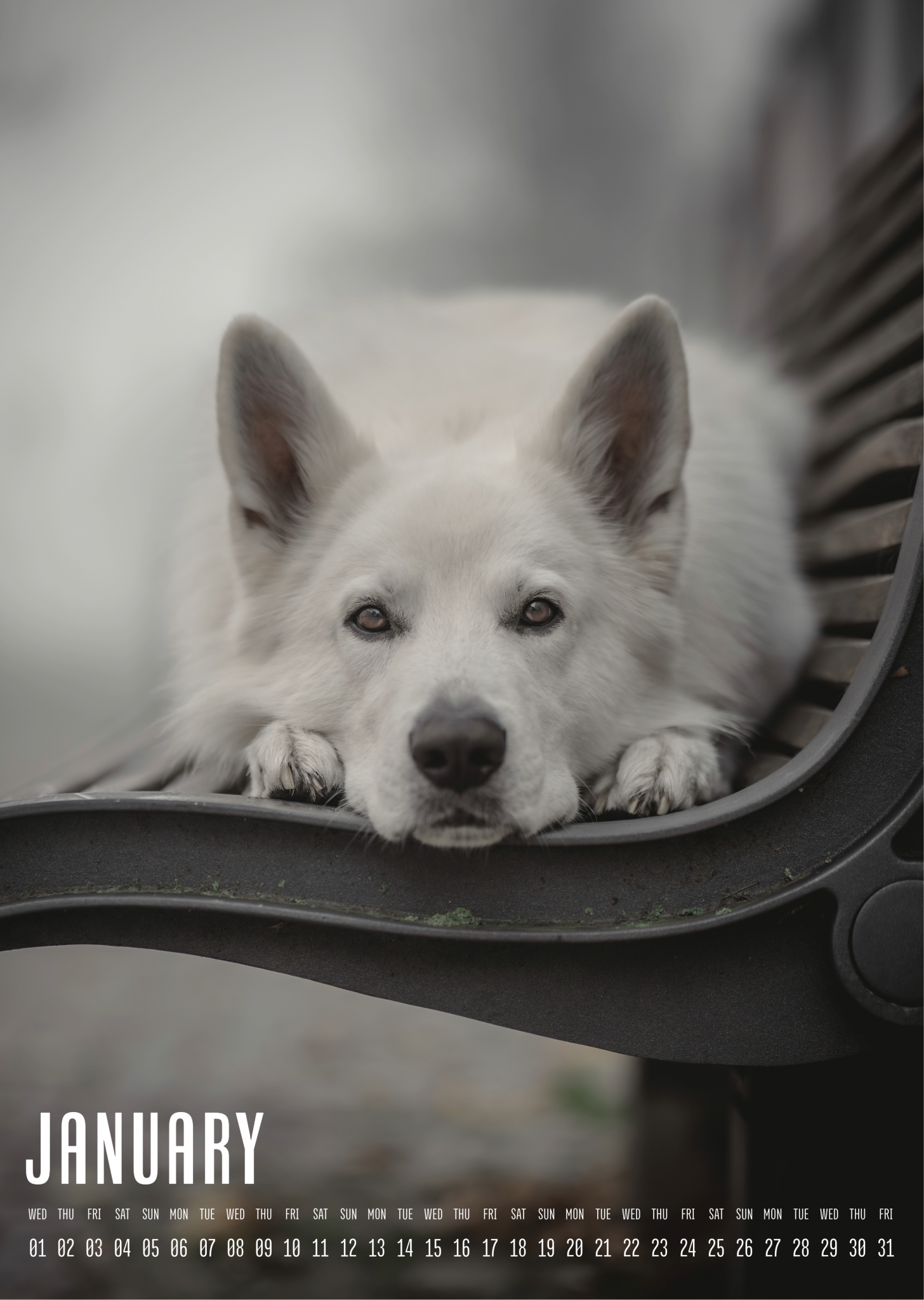 Muchacho Charly A4 Photo Calendar 2025 – Bild 5