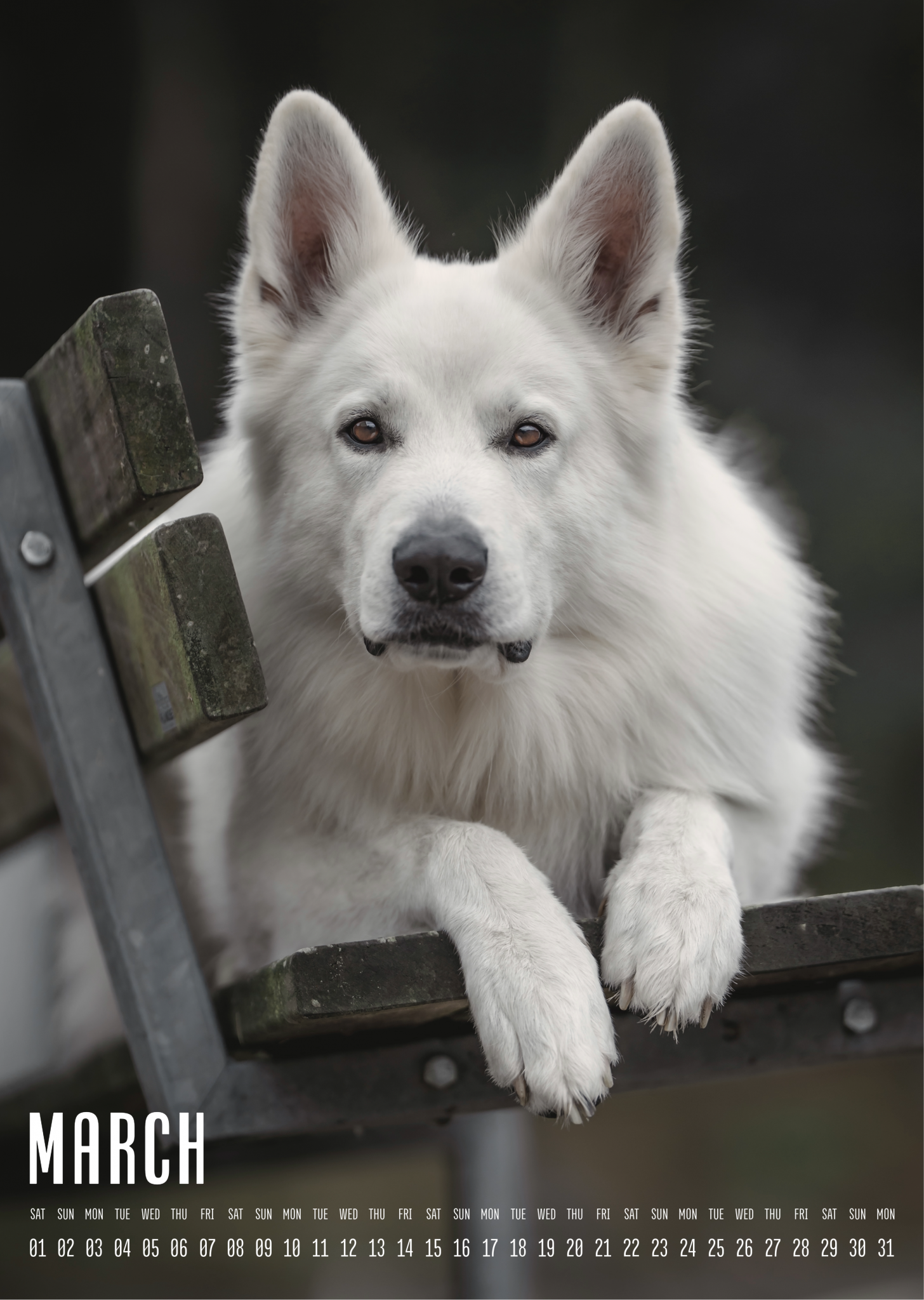 Muchacho Charly A4 Photo Calendar 2025 – Bild 2